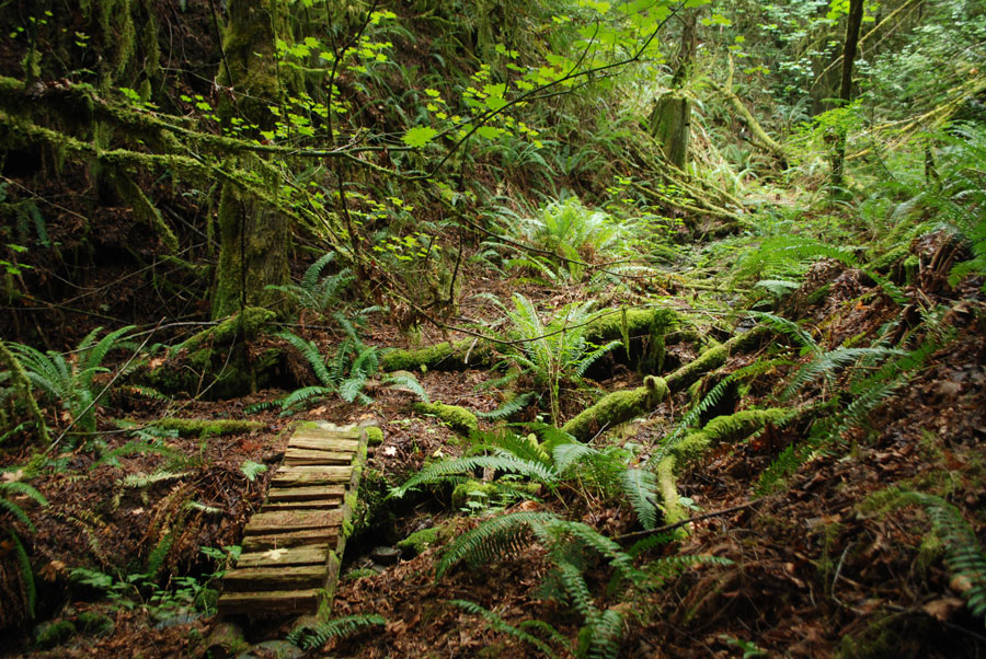 Carl’s Forest