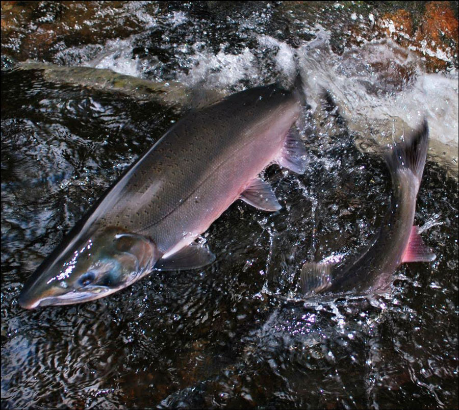 Coho Salmon