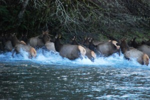 Elk crossing the Duckabush by Artemis Celt