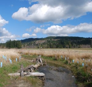 Donovan Creek