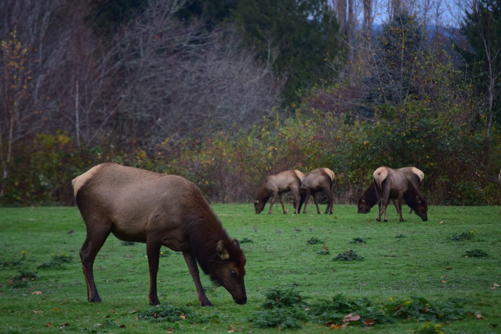 Roosevelt Elk in the Duckabush River Valley. Photo by Caitlin Battersby.