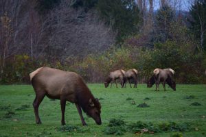 Roosevelt Elk in the Duckabush River Valley. Photo by Caitlin Battersby.