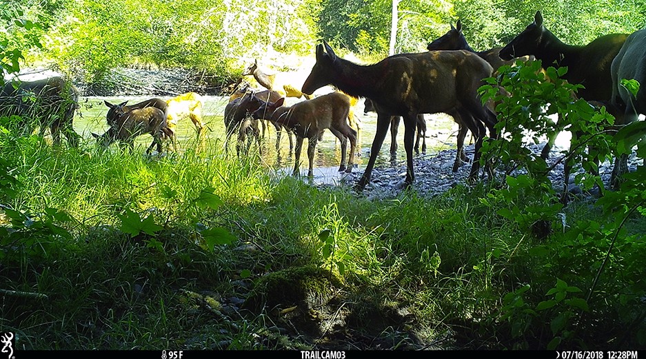 Roosevelt elk