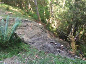 Steep, forested ravine at Duckabush Riparian Forest Preserve