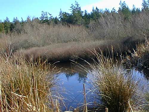Wetland