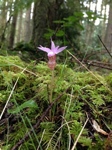 Fairy Slipper Orchid (Calypso bulbosa)