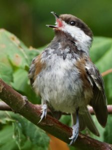 Juvenile Chestnut-backed Chickadee on Vine Maple Tree. Photo by Wendy Feltham.
