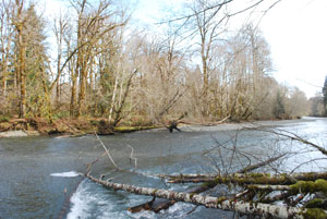 Duckabush Riparian Forest Preserve