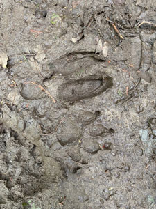 Dog and Deer Tracks.