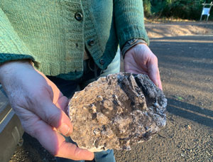 Plaster Cast of Dog and Deer Tracks