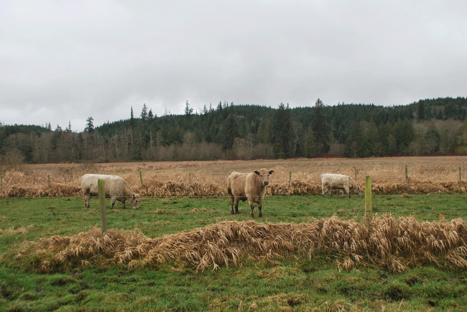 Cattle at Ruby Ranch