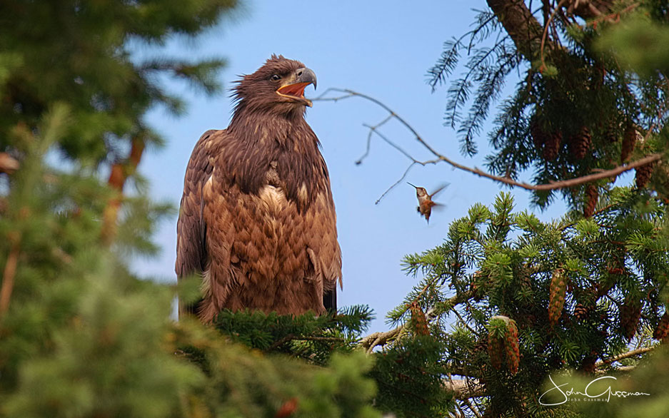 Photo of fledgling Bald Eagle and fledgling hummingbird by John Gussman