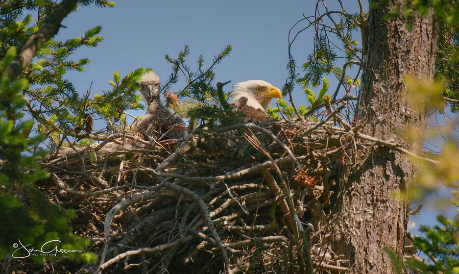 Photo of Bald Eagle eaglet and mother in a nest by John Gussman.
