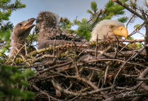 Photo of Bald Eagle and two eaglets in nest by John Gussman.