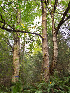 Photo of the red alder and bigleaf maple trees by Tim Lawson.
