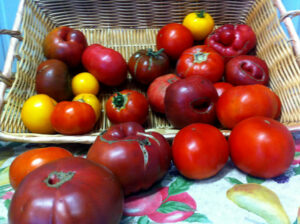 Tomatoes