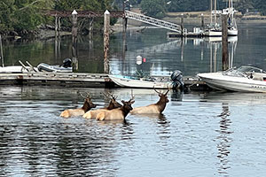 Four elk beside a dock in water