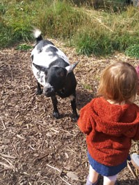 Little girl with little black and white goat