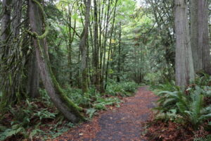 Trail in forest